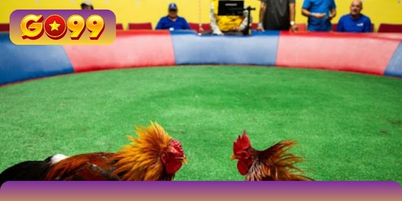 List các đấu trường chọi chiến kê hot hit toàn cầu