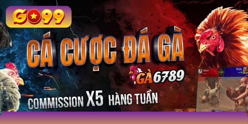 Cược đa dạng hình thức với kèo chọi chiến kê GO99