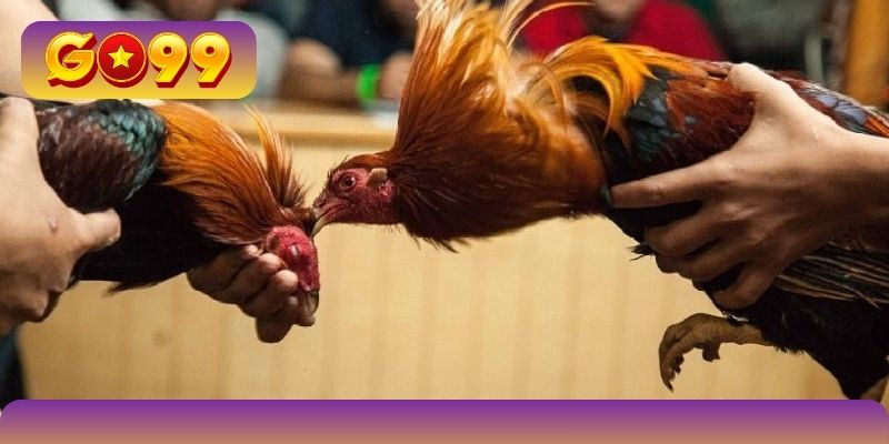 Các khung giờ hot để xem gà đá trực tiếp hôm nay