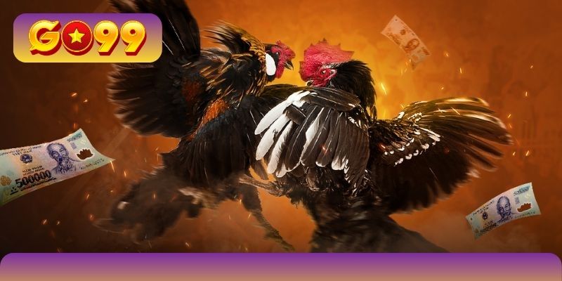 Lưu ý newbie cẩn trọng tham gia sảnh game chọi kê